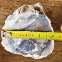 Petrified Wood, Fossil Wood, Fossilized Wood, Petrified Log, Petrified Branch 