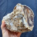 Petrified Wood, Fossil Wood, Fossilized Wood, Petrified Log, Petrified Branch 