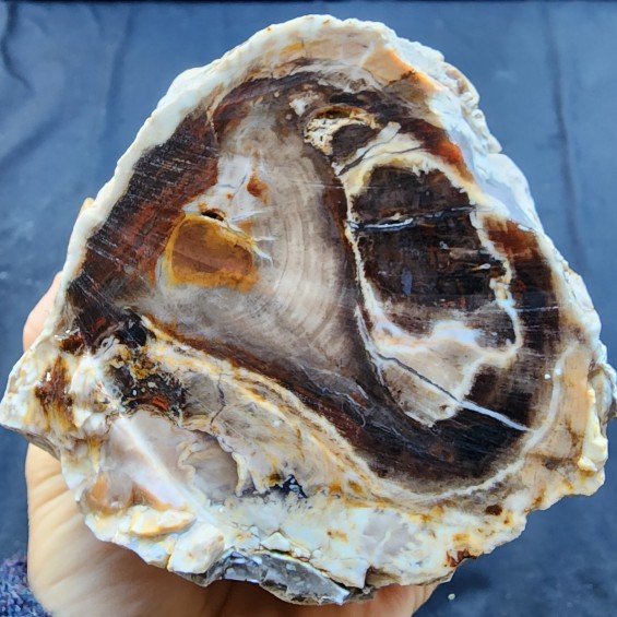 Petrified Wood, Fossil Wood, Fossilized Wood, Petrified Log, Petrified Branch 