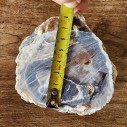 Petrified Wood, Fossil Wood, Fossilized Wood, Petrified Log, Petrified Branch 