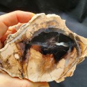 Petrified Log, Petrified Wood