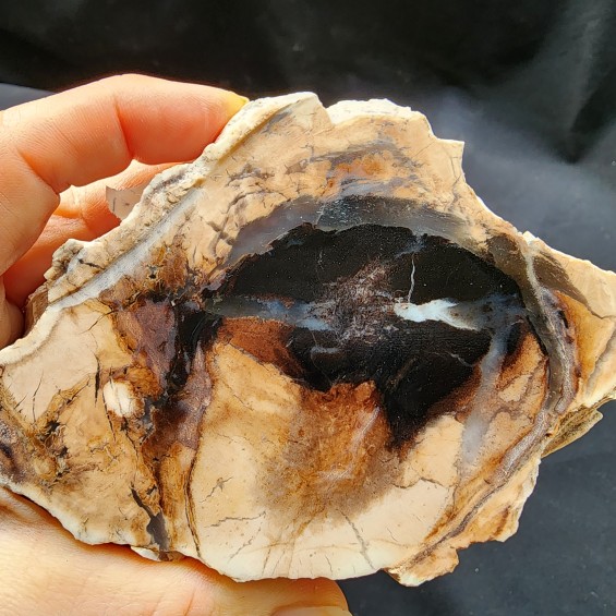 Petrified Log, Petrified Wood