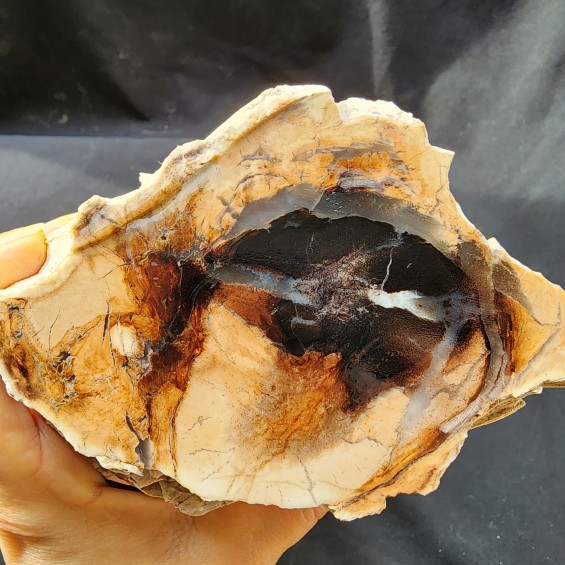 Petrified Log, Petrified Wood