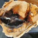 Petrified Log, Petrified Wood