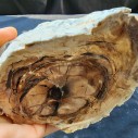 Petrified Log, Petrified Wood