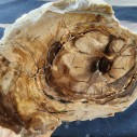 Petrified Log, Petrified Wood