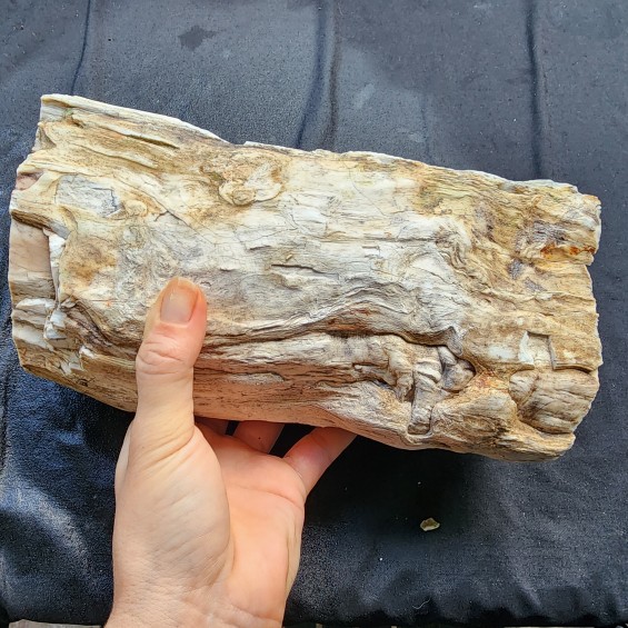 Petrified Log, Petrified Wood