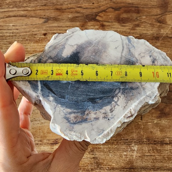 Petrified Log, Petrified Wood